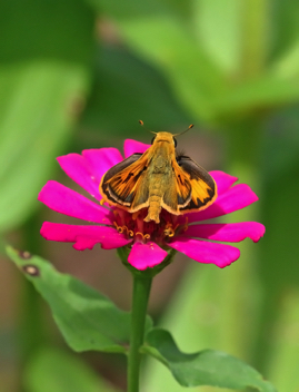 Fiery Skipper male